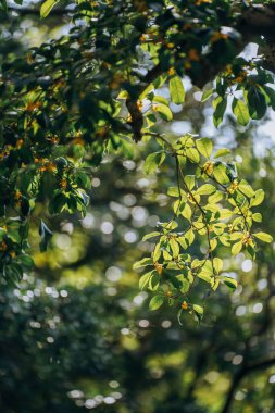 Guilin Park 'taki Tatlı Osmanthus ve Çin Klasik Mimarisi