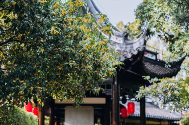 Guilin Park 'taki Tatlı Osmanthus ve Çin Klasik Mimarisi