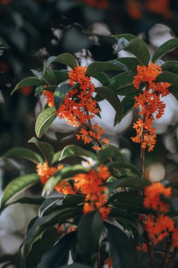 Guilin Park 'taki Tatlı Osmanthus ve Çin Klasik Mimarisi