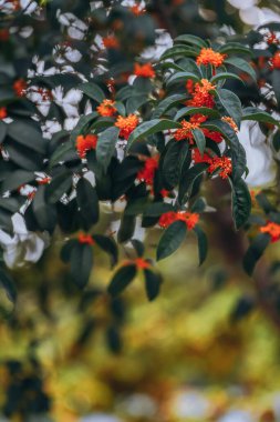 Guilin Park 'taki Tatlı Osmanthus ve Çin Klasik Mimarisi
