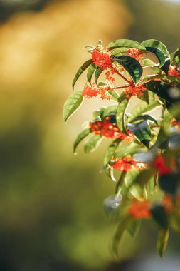 Guilin Park 'taki Tatlı Osmanthus ve Çin Klasik Mimarisi