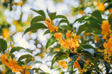 Guilin Park 'taki Tatlı Osmanthus ve Çin Klasik Mimarisi