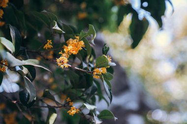Guilin Park 'taki Tatlı Osmanthus ve Çin Klasik Mimarisi