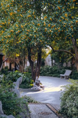 Guilin Park 'taki Tatlı Osmanthus ve Çin Klasik Mimarisi