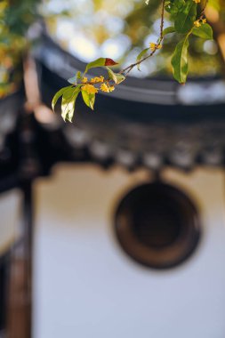 Guilin Park 'taki Tatlı Osmanthus ve Çin Klasik Mimarisi