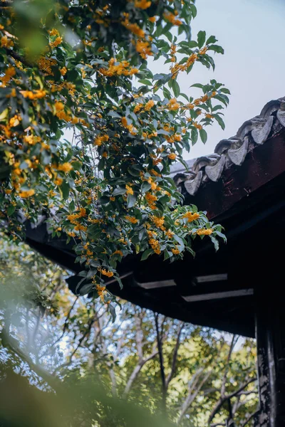 Sweet Osmanthus Čínská Klasická Architektura Gilinovém Parku — Stock fotografie