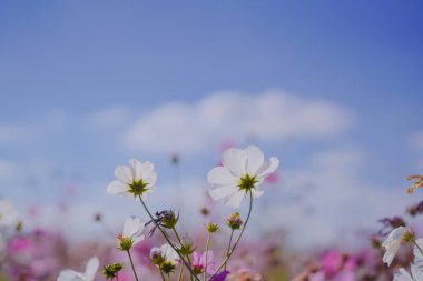Pembe Gesang Çiçekleri Sonbaharda parkta
