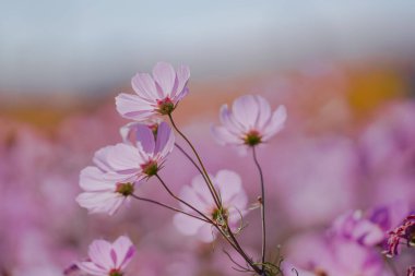 Pembe Gesang Çiçekleri Sonbaharda parkta