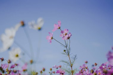 Pembe Gesang Çiçekleri Sonbaharda parkta