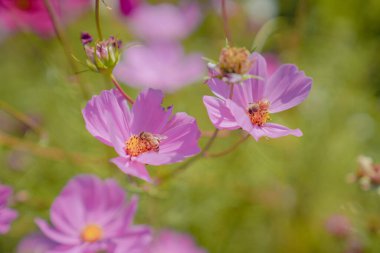 Pembe Gesang Çiçekleri Sonbaharda parkta