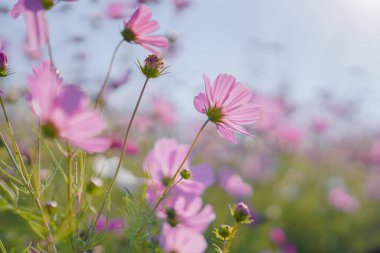 Pembe Gesang Çiçekleri Sonbaharda parkta