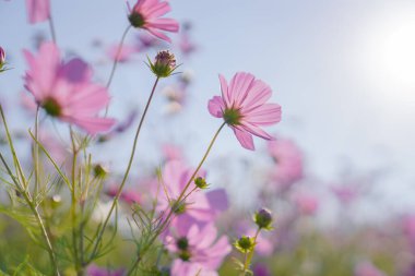 Pembe Gesang Çiçekleri Sonbaharda parkta