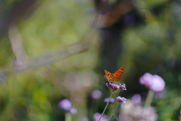 Красивая Бабочка Останавливается Цветке — стоковое фото