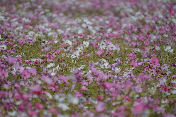 Gesang Rose Fleurs Automne Dans Parc — Photo