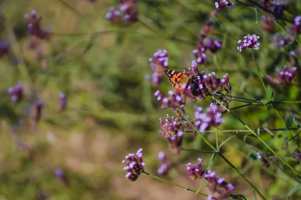 Красивая Бабочка Останавливается Цветке — стоковое фото