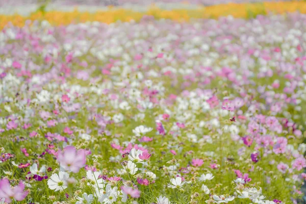 Roze Gesang Bloemen Herfst Het Park — Stockfoto