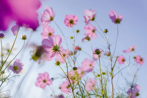 Pink Gesang Flowers Autumn Park — Stock Photo, Image