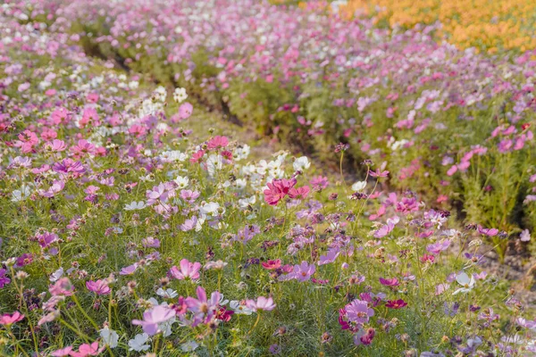 Roze Gesang Bloemen Herfst Het Park — Stockfoto