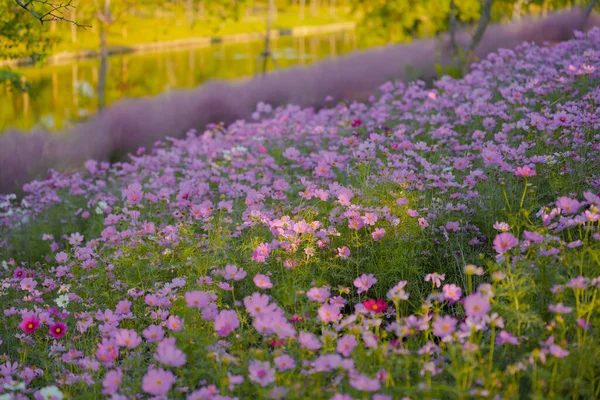 Gesang Rose Fleurs Automne Dans Parc — Photo