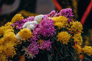 Kasımpatılar sonbaharın sonlarında parkta çiçek açar.