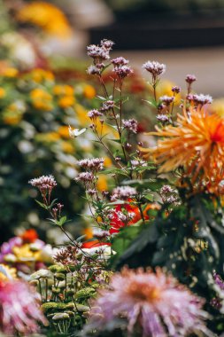Kasımpatılar sonbaharın sonlarında parkta çiçek açar.