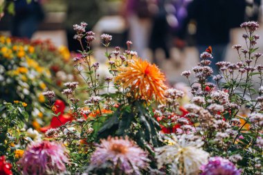 Kasımpatılar sonbaharın sonlarında parkta çiçek açar.