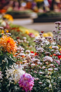 Kasımpatılar sonbaharın sonlarında parkta çiçek açar.
