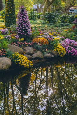 Kasımpatılar sonbaharın sonlarında parkta çiçek açar.