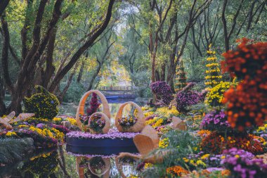 Kasımpatılar sonbaharın sonlarında parkta çiçek açar.