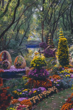 Kasımpatılar sonbaharın sonlarında parkta çiçek açar.