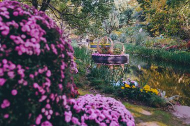 Kasımpatılar sonbaharın sonlarında parkta çiçek açar.