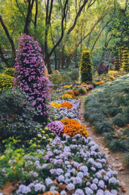 Kasımpatılar sonbaharın sonlarında parkta çiçek açar.