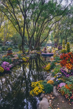 Kasımpatılar sonbaharın sonlarında parkta çiçek açar.