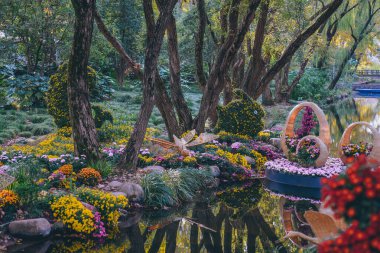 Kasımpatılar sonbaharın sonlarında parkta çiçek açar.