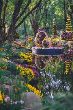 Kasımpatılar sonbaharın sonlarında parkta çiçek açar.