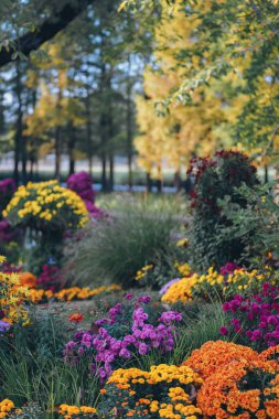 Kasımpatılar sonbaharın sonlarında parkta çiçek açar.