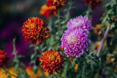 Kasımpatılar sonbaharın sonlarında parkta çiçek açar.