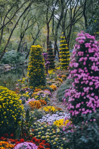 Chryzantémy Kvetou Koncem Podzimu Parku — Stock fotografie