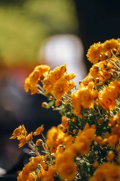 Crisantemos Florecen Finales Otoño Parque —  Fotos de Stock