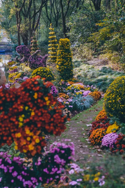 Krysantemum Blomstrer Sent Høsten Parken – stockfoto