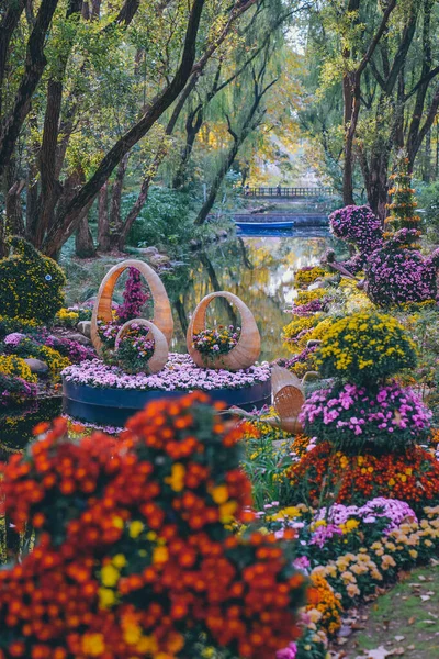 stock image Chrysanthemums bloom in late autumn in the park