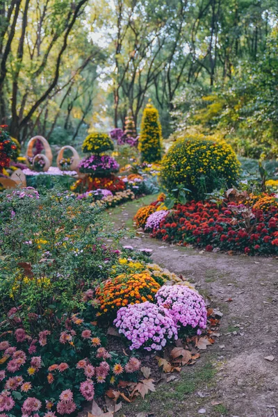 Crisantemos Florecen Finales Otoño Parque — Foto de Stock