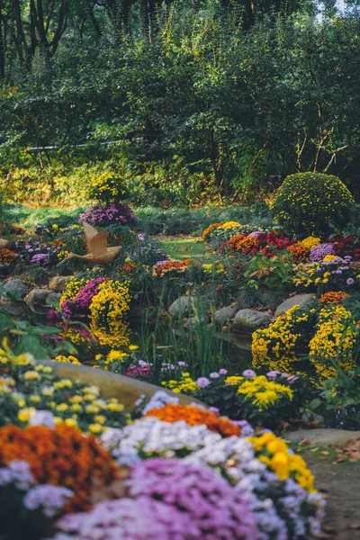 Les Chrysanthèmes Fleurissent Fin Automne Dans Parc — Photo