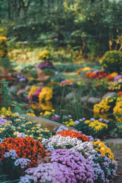 stock image Chrysanthemums bloom in late autumn in the park