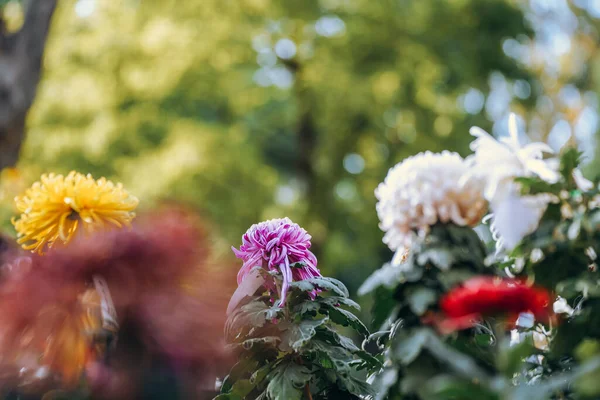 stock image Chrysanthemums bloom in late autumn in the park