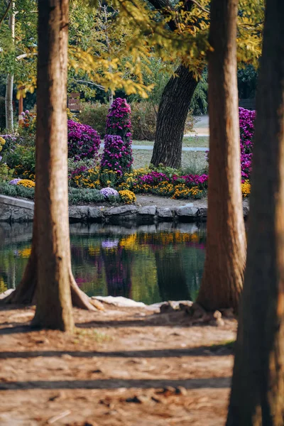 Chryzantemy Kwitną Późną Jesienią Parku — Zdjęcie stockowe
