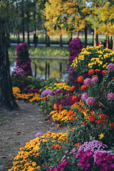 Chryzantemy Kwitną Późną Jesienią Parku — Zdjęcie stockowe
