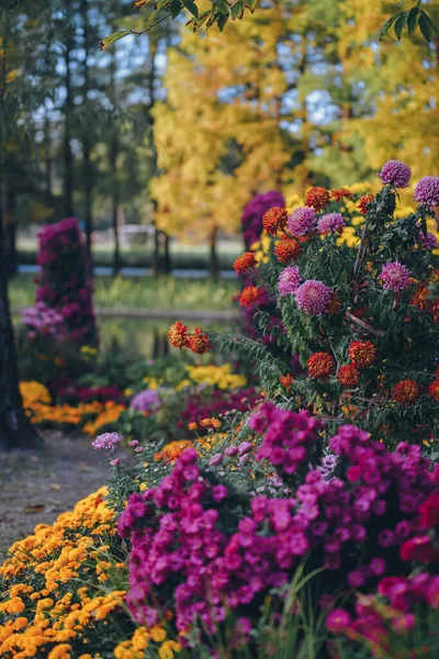 Les Chrysanthèmes Fleurissent Fin Automne Dans Parc — Photo