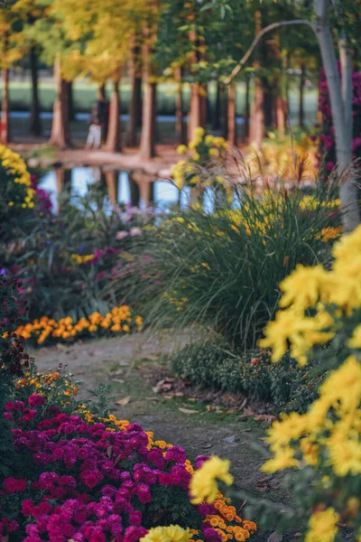 Chrysanthemen Blühen Spätherbst Park — Stockfoto