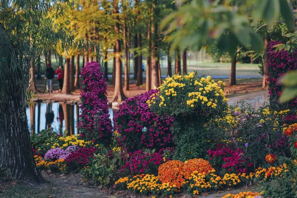 Chrysanthemums Bloom Late Autumn Park — Stock Photo, Image